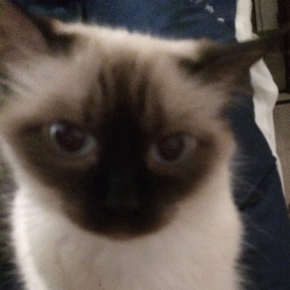 Meet your Posher, Zoya